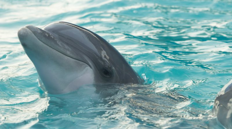 Batumi Dolphinarium