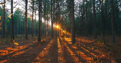 Pine dust - one of the gifts of nature