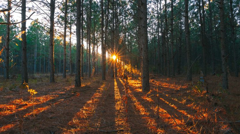 Pine dust - one of the gifts of nature